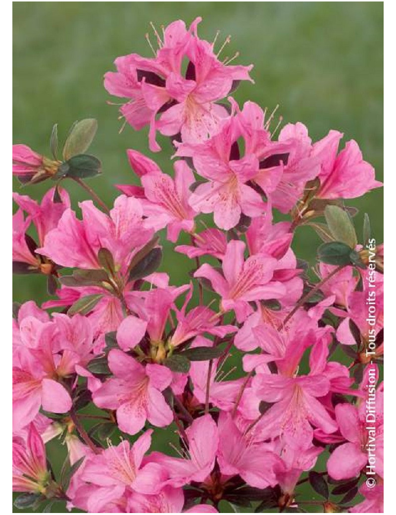 AZALEA japonica GILBERT MULLIE (Azalée japonaise)