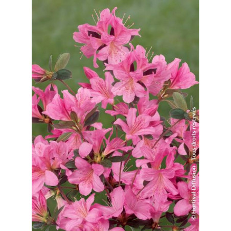 AZALEA japonica GILBERT MULLIE (Azalée japonaise)