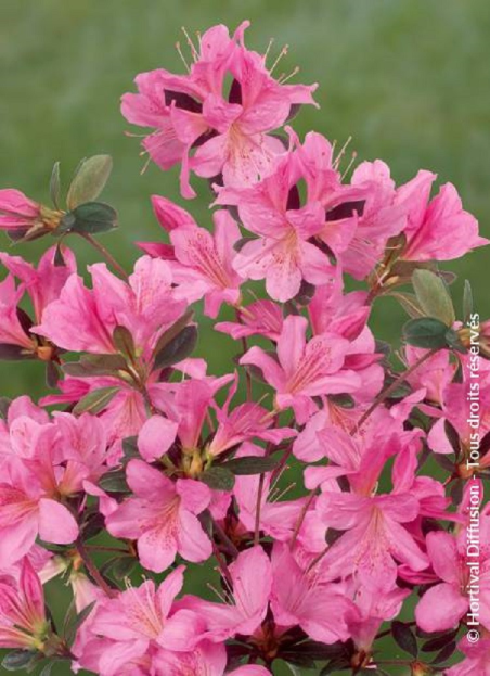 azalee-du-japon-gilbert-mulie-azalea-japonica-gilbert-mulie.jpg