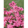 AZALEA japonica GILBERT MULLIE (Azalée japonaise)