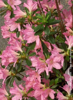 azalee-du-japon-gilbert-mulie-azalea-japonica-gilbert-mulie-1.jpg
