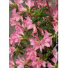 AZALEA japonica GILBERT MULLIE (Azalée japonaise)