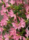 azalee-du-japon-gilbert-mulie-azalea-japonica-gilbert-mulie-1.jpg