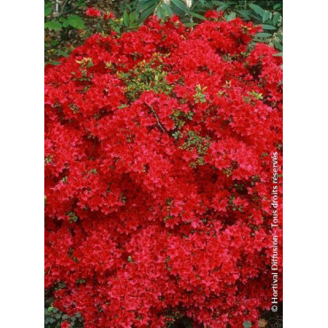 AZALEA japonica HINO CRIMSON (Azalée japonaise)