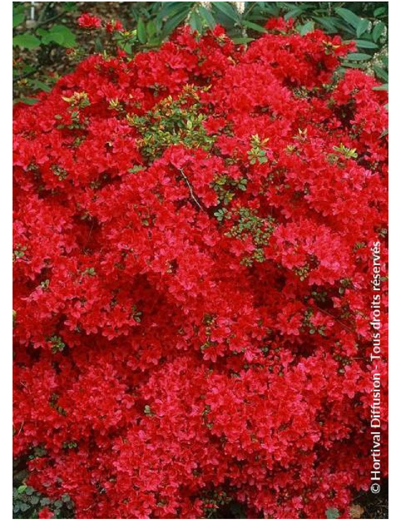 AZALEA japonica HINO CRIMSON (Azalée japonaise)