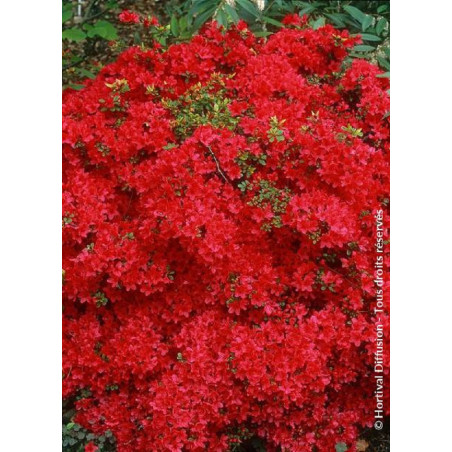 AZALEA japonica HINO CRIMSON (Azalée japonaise)