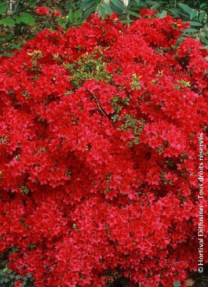 AZALEA japonica HINO CRIMSON