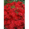 AZALEA japonica HINO CRIMSON (Azalée japonaise)