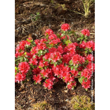 AZALEA japonica HINO CRIMSON (Azalée japonaise)