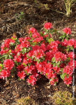 azalee-du-japon-hino-crimson-azalea-japonica-hino-crimson-1.jpg
