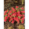 AZALEA japonica HINO CRIMSON (Azalée japonaise)