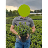 AZALEA japonica En pot de 2-3 litres buisson