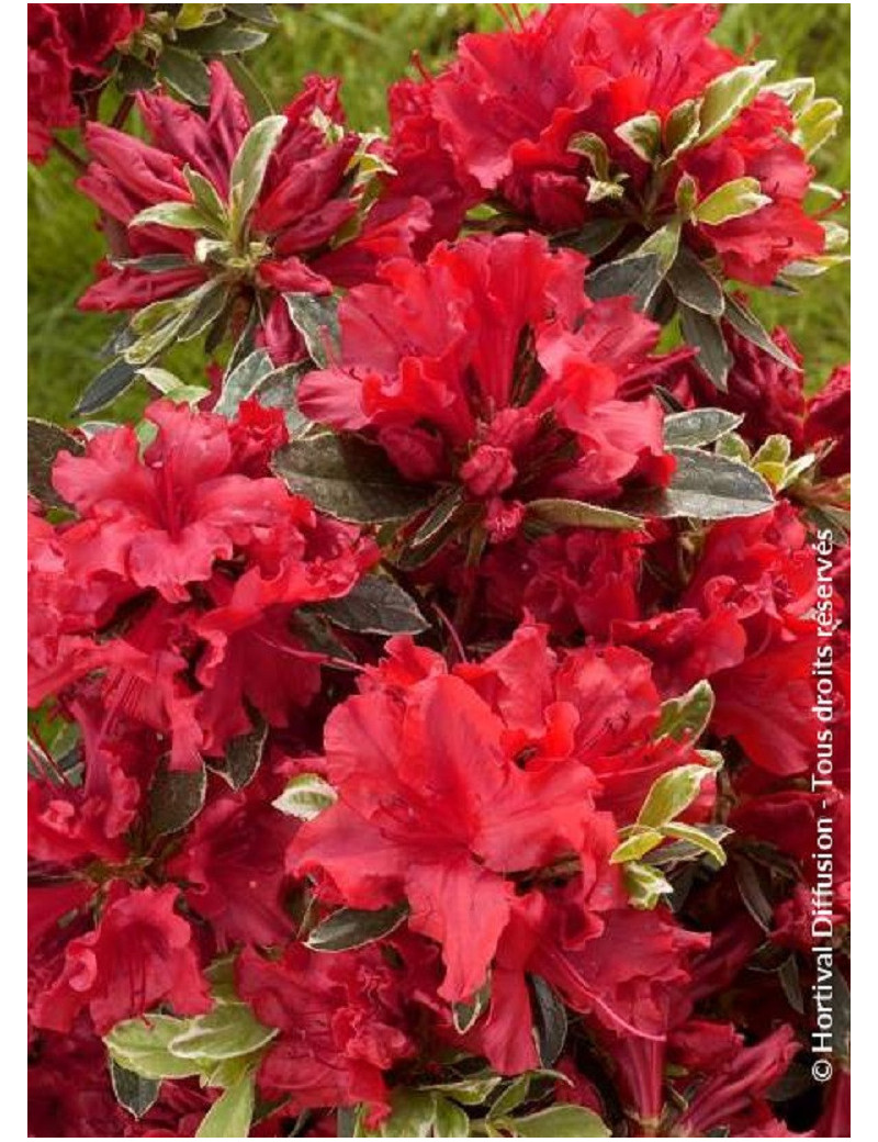 AZALEA japonica HOT SHOT VARIEGATA (Azalée japonaise au feuillage panaché)