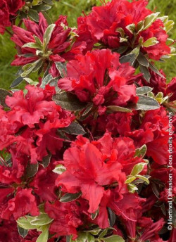 AZALEA japonica HOT SHOT VARIEGATA