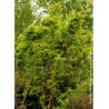 ACER palmatum SENKAKI ou SANGOKAKU