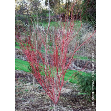 ACER palmatum SENKAKI ou SANGOKAKU (Érable du Japon)