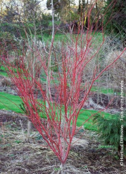 ACER palmatum SENKAKI ou SANGOKAKU