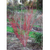ACER palmatum SENKAKI ou SANGOKAKU
