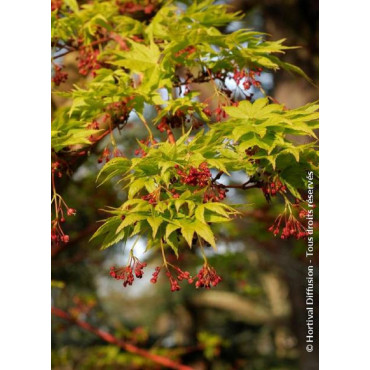 ACER palmatum SENKAKI ou SANGOKAKU (Érable du Japon)