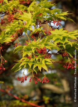 erable-du-japon-a-bois-corail-sangokaku-acer-palmatum-sangokaku-2.jpg