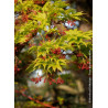 ACER palmatum SENKAKI ou SANGOKAKU (Érable du Japon)