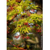 ACER palmatum SENKAKI ou SANGOKAKU (Érable du Japon)