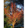 ACER palmatum SENKAKI ou SANGOKAKU