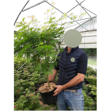 ACER palmatum SENKAKI ou SANGOKAKU En pot de 10-12 litres buisson hauteur 060-080 cm