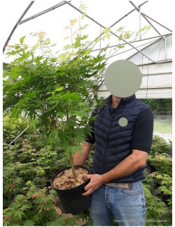 ACER palmatum SENKAKI ou SANGOKAKU En pot de 10-12 litres buisson hauteur 060-080 cm