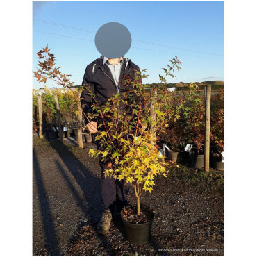 ACER palmatum SENKAKI ou SANGOKAKU En pot de 10-12 litres buisson hauteur 060-080 cm