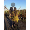 ACER palmatum SENKAKI ou SANGOKAKU En pot de 10-12 litres buisson hauteur 060-080 cm