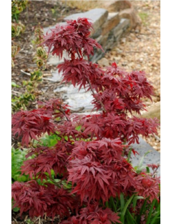 ACER palmatum SHAINA