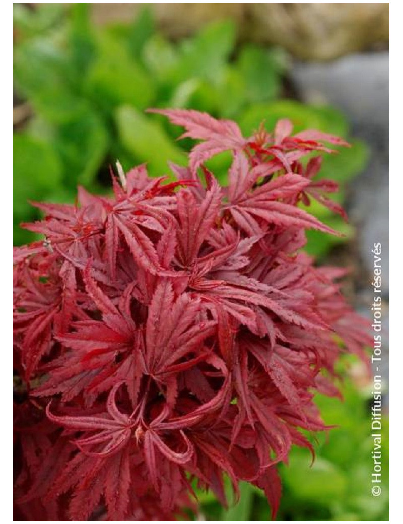 ACER palmatum SHAINA (Érable du Japon)