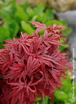 erable-du-japon-nain-pourpre-shaina-acer-palmatum-shaina.jpg