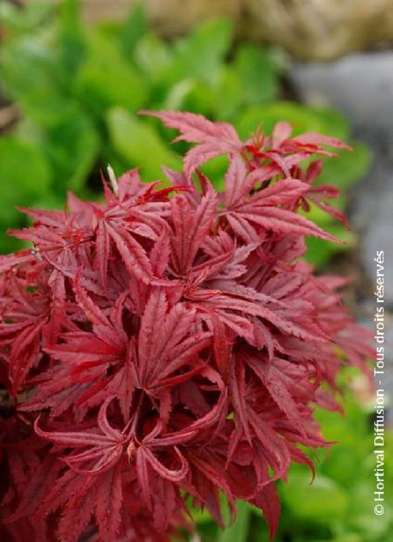 erable-du-japon-nain-pourpre-shaina-acer-palmatum-shaina.jpg