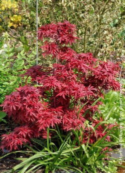 erable-du-japon-nain-pourpre-shaina-acer-palmatum-shaina-1.jpg