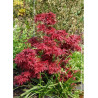 ACER palmatum SHAINA