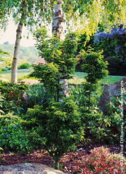 ACER palmatum SHISHIGASHIRA