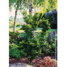 ACER palmatum SHISHIGASHIRA