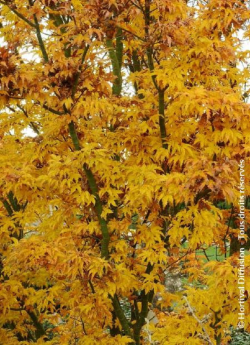 erable-du-japon-shishigashira-acer-palmatum-shishigashira-3.jpg