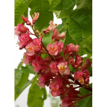 AESCULUS carnea BRIOTII (Marronnier rouge)