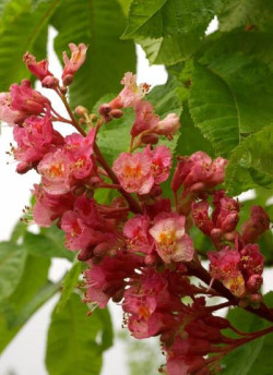 AESCULUS carnea BRIOTII