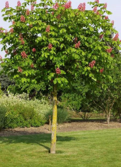 AESCULUS carnea BRIOTII
