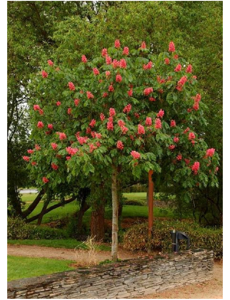 AESCULUS carnea BRIOTII (Marronnier rouge)