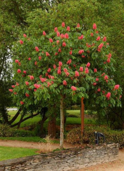 marronnier-dinde-rouge-briotii-aesculus-carnea-briotii.jpg