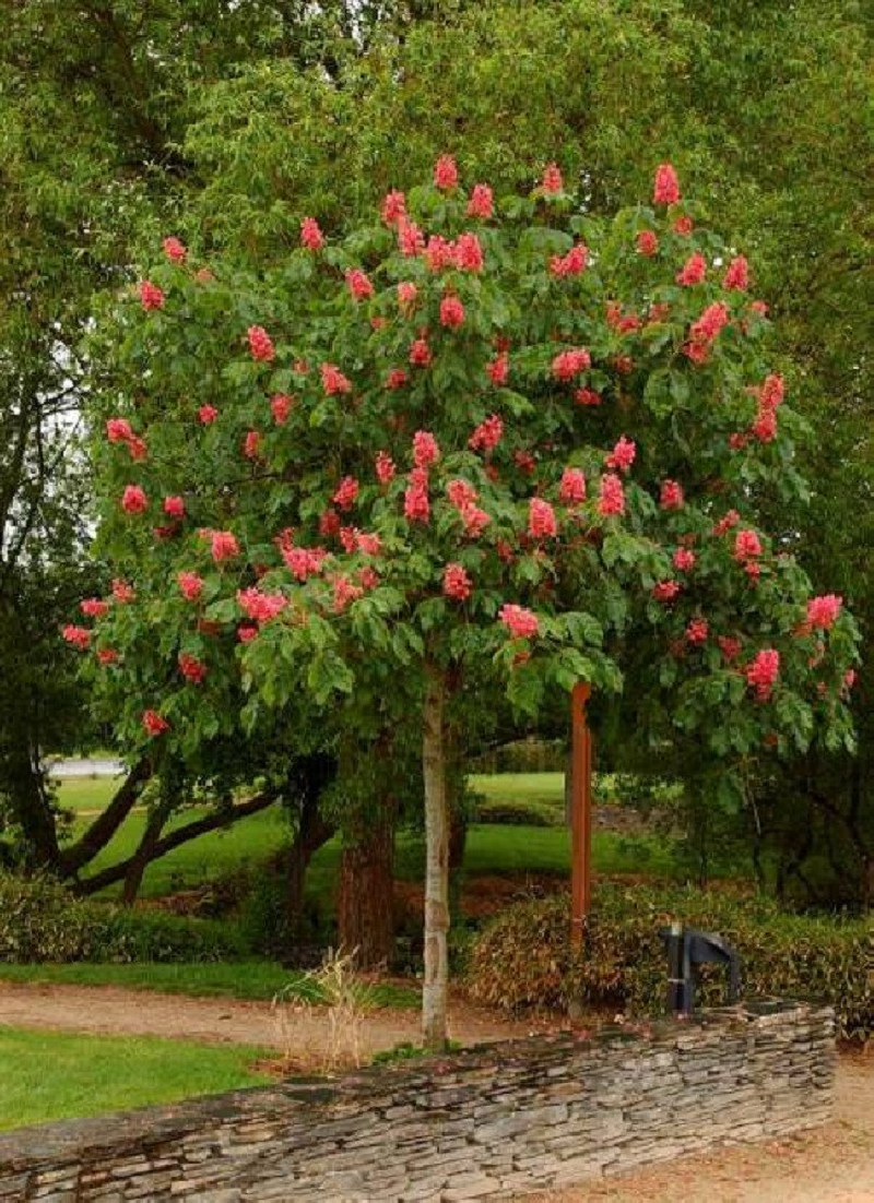 marronnier-dinde-rouge-briotii-aesculus-carnea-briotii.jpg
