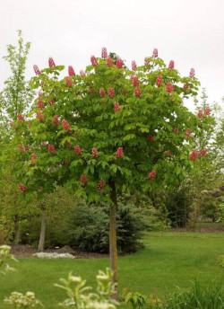 AESCULUS carnea BRIOTII