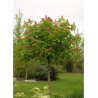 AESCULUS carnea BRIOTII (Marronnier rouge)