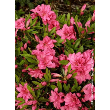 AZALEA japonica ROSA KING (Azalée japonaise)