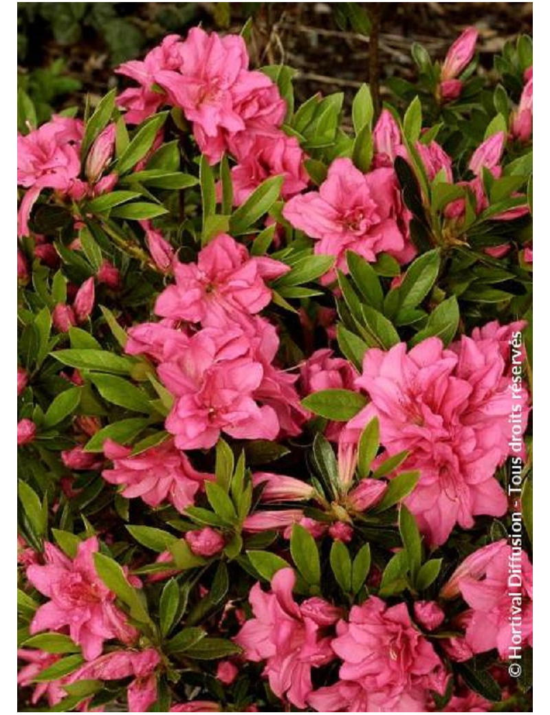 AZALEA japonica ROSA KING (Azalée japonaise)